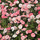 Rose Happy Retirement 4L pot NGW