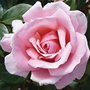 Rose Tammy's Rose 4L Pot NGW