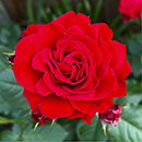 Rose Faithful 4L pot NGW