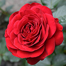 Rose Steve's Rose 4L pot NGW