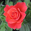 Rose Scott's Rose 4L Pot NGW