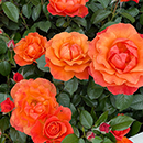 Rose Scott's Rose 4L Pot NGW