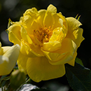 Rose Flower carpet Gold 4L pot NGW