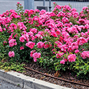 Rose Flower carpet Pink 4L pot NGW