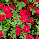 Rose Flower carpet Scarlet 4L pot NGW