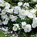 Rose Flower carpet White 4L pot NGW