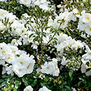 Rose Flower carpet White 4L pot NGW