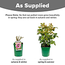 Rose Forget You Not 4L pot NGW