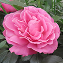 Rose Gemma 4L pot NGW