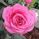 Rose Gemma 4L pot NGW