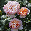 Rose Glyndebourne 4L pot NGW