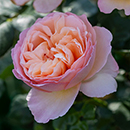 Rose Sandra's Rose 4L pot NGW