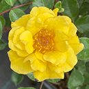 Rose Golden Patio 4L pot NGW