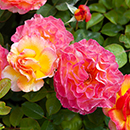 Rose Gorgeous 4L pot NGW