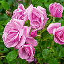 Rose Graciously Pink 4L pot NGW