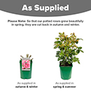 Rose Graciously Pink 4L pot NGW