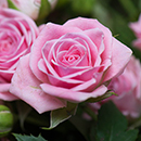 Rose Special Daughter 4L pot NGW