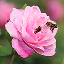 Rose Special Daughter 4L pot NGW