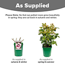 Rose Blue Moon 4L Pot NGW