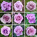 Rose Lilac 4L Pot NGW