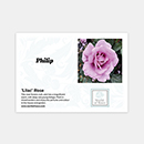 Rose Lilac 4L Pot NGW