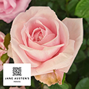Rose Jane Austen's Emma Rose 4L Pot C NGW