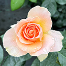 Rose Rob Burrow CBE for MND 4L pot C NGW