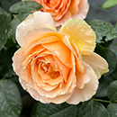 Rose Rob Burrow CBE for MND 4L pot C NGW