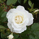 Rose Iceberg 4L pot NGW