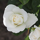 Rose Snow White 4L pot NGW
