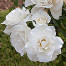 Rose Snow White 4L pot NGW