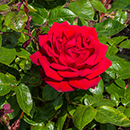 Rose Loving Memories 4L pot NGW