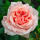 Rose 'It's a Wonderful Life' 4L Pot (ROTY 2022) NGW