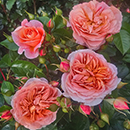 Rose 'It's a Wonderful Life' 4L Pot (ROTY 2022) NGW