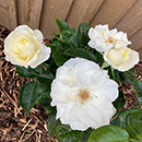 Rose Patrick's Rose 4L Pot NGW