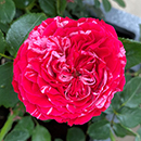 Rose Konstantina Freska 4L pot NGW