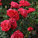 Rose Konstantina Freska 4L pot NGW