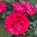 Rose Precious Memories 4L pot C NGW