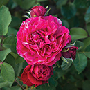 Rose Precious Memories 4L pot C NGW