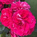 Rose Andrew's Rose 4L Pot NGW