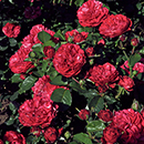 Rose Andrew's Rose 4L Pot NGW