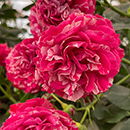 Rose Duke of Edinburgh 4L Pot NGW