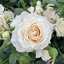 Rose Lady Carnarvon 4L Pot NGW