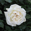 Rose Lady Carnarvon 4L Pot NGW