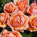 Rose Lady Marmalade 4L pot NGW