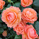 Rose Lady Marmalade 4L pot NGW
