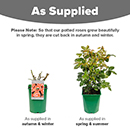 Rose Lady Marmalade 4L pot NGW