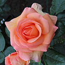 Rose Brenda's Rose 4L Pot NGW
