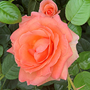 Rose Brenda's Rose 4L Pot NGW