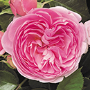 Rose The Menopause Charity 4L pot C NGW